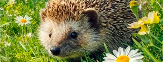 Protection animale et biodiversité au Ban-Saint-Martin